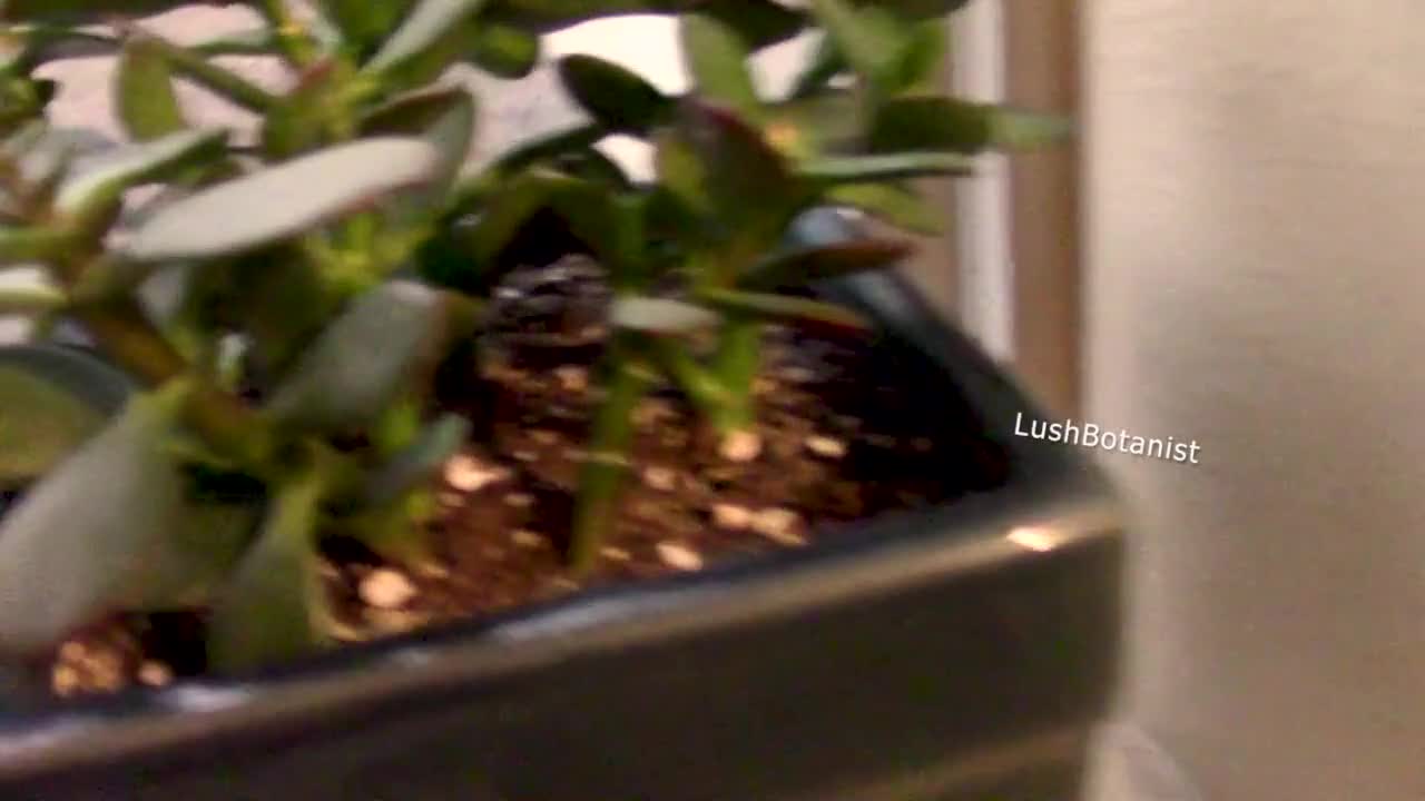Lush Botanist - Small Tits Gangbangs Public Blowjob